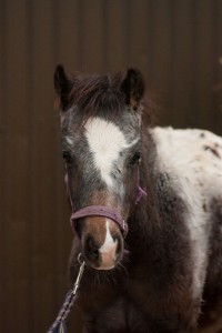 Willempie (2)